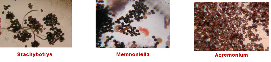 memnoniella mold